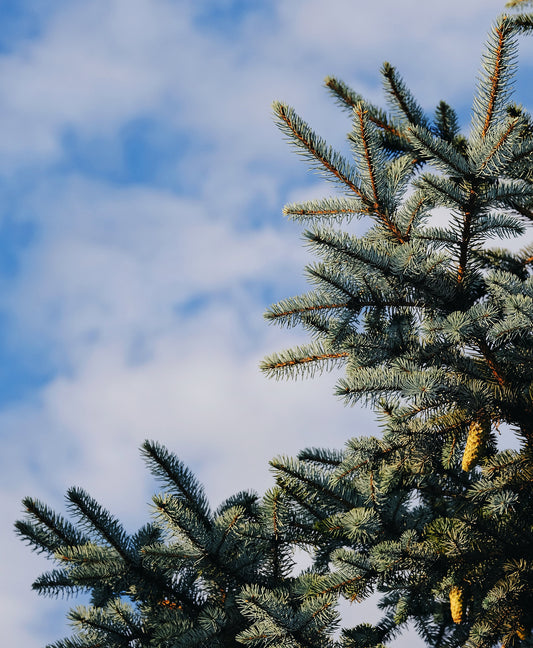 Why real Christmas trees are better for the environment