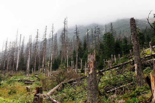 100 million trees are cut down every year for junk mail