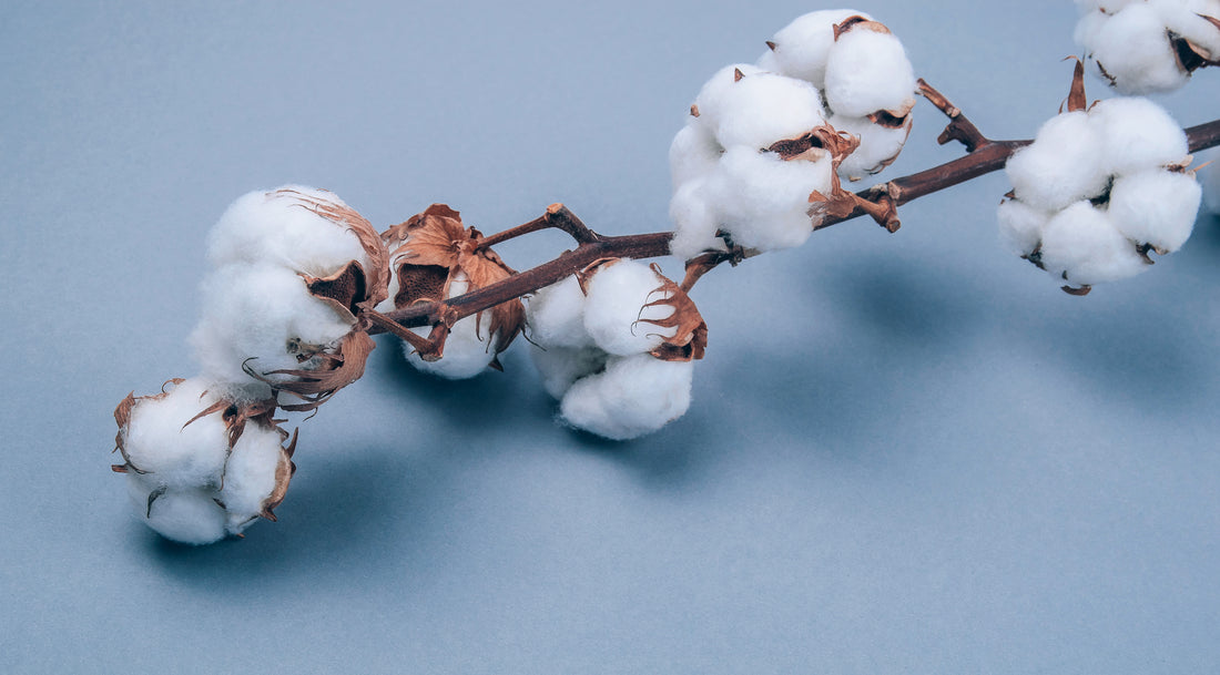 Cotton is the dirtiest crop on earth